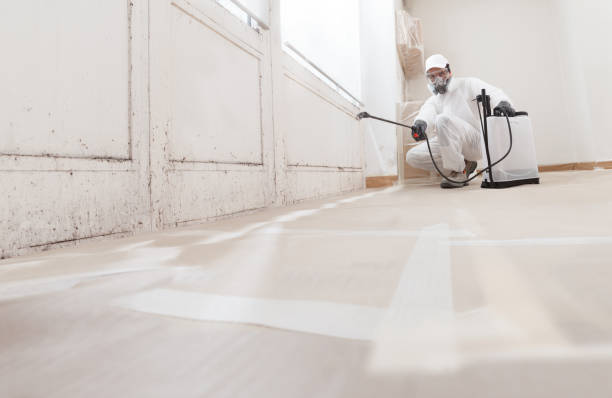Black mold remediation team in Bridgeport